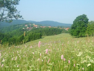Wiesenblüte um St. Andreasberg